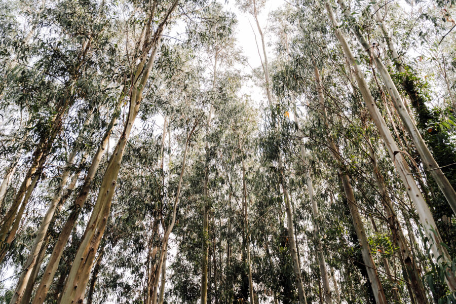 helior alberi oro biomineralizzazione