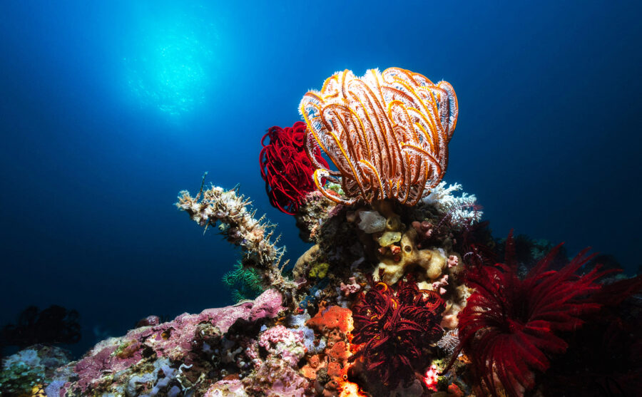 oceani e deep sea mining