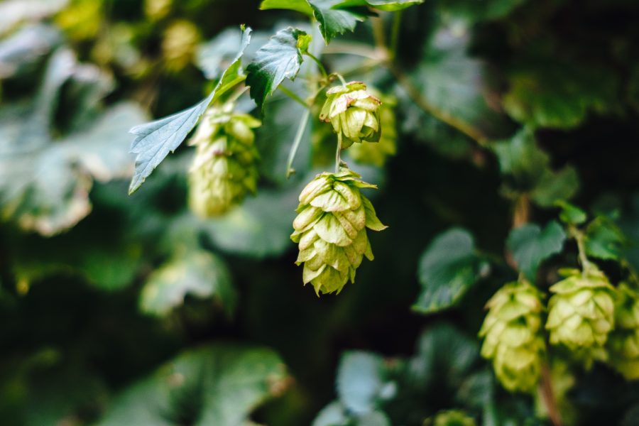 catena del freddo birre artigianali